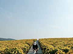 -莲花山花海