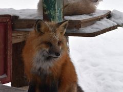 -宫城藏王狐狸村