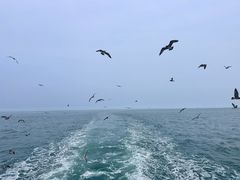 -海驴岛(荣成市)