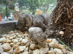 -猫友咖啡店(玉林西路店)