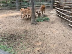 -石家庄市动物园