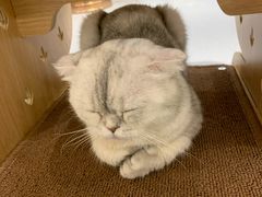 -飞行喵MR PILOT|猫舍·猫咖(静安大融城店)