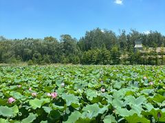 -溱湖国家湿地公园