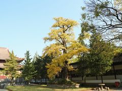 -苏州文庙(姑苏区)