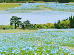-上海滨江森林公园