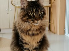 -鼓捣猫呢主题猫咖店