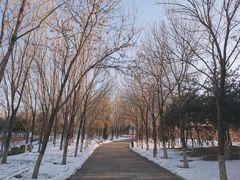 -大兴滨河森林公园