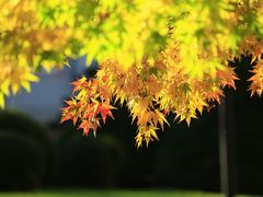 -北海道厅旧本厅舍(旧本庁舎)