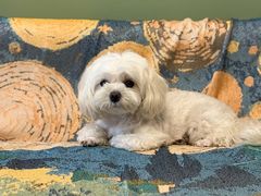 -王哥铁板烧(簋街店)