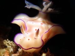 -上海潜殿潜水中心