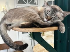 -共舞时光猫咖·狗咖(新街口店)