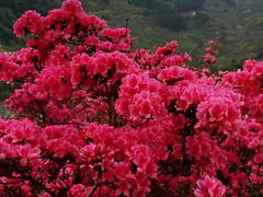-木兰云雾山