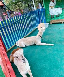 -萌宠亲子动物乐园(槐房万达店)