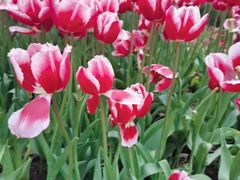 -西北湖绿化广场