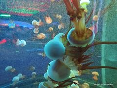 -南昌融创海世界