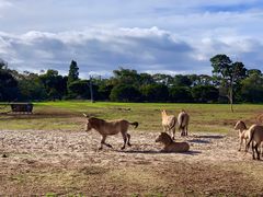 -威勒比开放式动物园