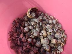 -北海金海湾红树林生态旅游区