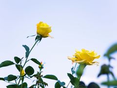 -香蜜公园