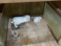 -上海大自然野生昆虫馆