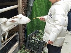 -小鱼草莓采摘园农家乐·小鱼餐厅