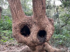 -上海佘山国家森林公园天马山园