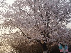 -高东镇樱花园