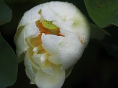 -黄兴公园