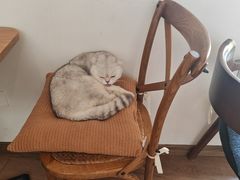 -有猫主题·治愈系猫咖(曾厝垵店)