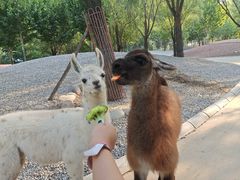 -北京野生动物园