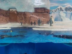 -海合安成都极地海洋公园