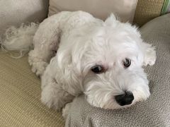 -爱妮康宠物医院·干细胞免疫细胞·肿瘤·心脏(张江店)