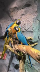 -Zoolung Zoolung动物主题公园(海信广场店)