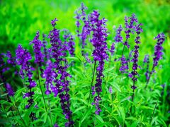 -紫颐香薰山谷景区