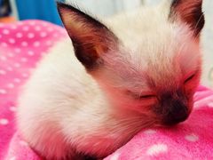 -欣宠猫屋·矮脚拿破仑·蓝金金渐层