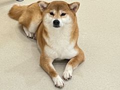 -共舞时光猫咖·狗咖(新街口店)