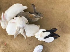 -前小桔亲子创意农场·草莓采摘·露营烧烤