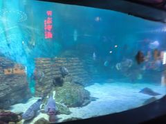-烟台海昌鲸鲨海洋公园