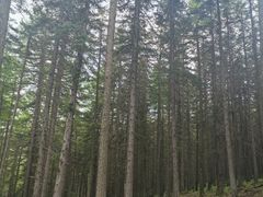 -芦芽山旅游度假区