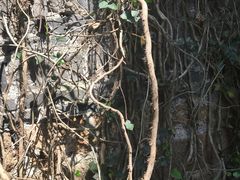 -嘉定紫藤园
