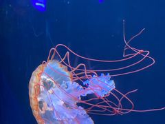 -欢乐海岸海洋奇梦馆