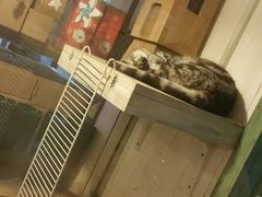 -猫咪博物馆(顶澳仔猫街店)