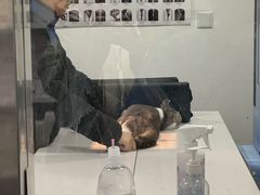 -申普宠物医院·心脏介入·心血管微创(总院)