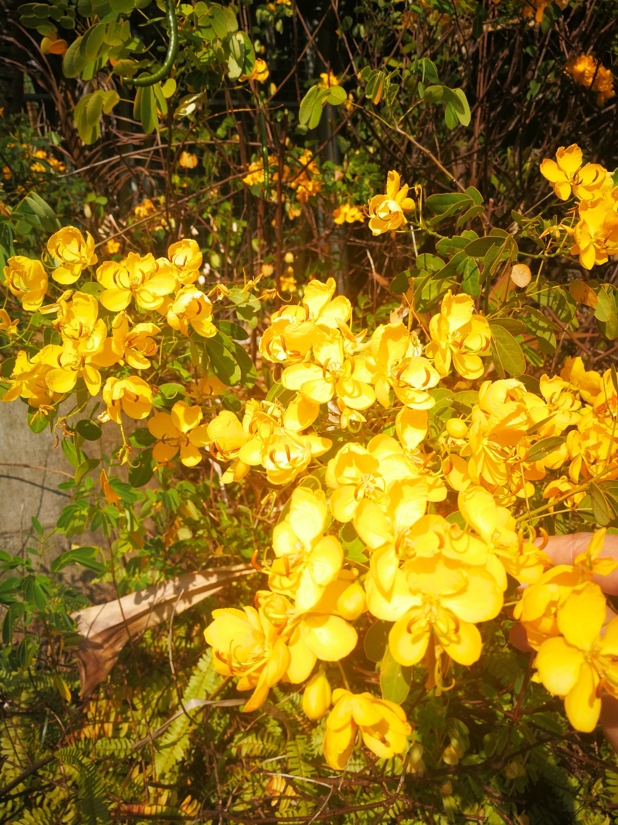 盛开花朵的美景