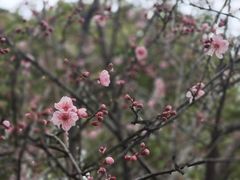 -金鸡湖桃花岛