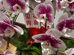 -九龙餐厅(大沽路店)