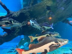 -华夏文旅海洋公园