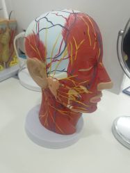 点击看大图 -索菲医疗整形美容
