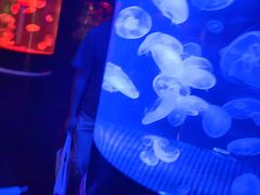 -萌宠奇缘(荣鼎店)