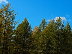 -塞罕坝国家级自然保护区