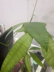 -美兮美学·日式艺术美甲美睫